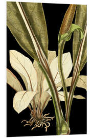 Foam board print Tranquil Tropical Leaves V