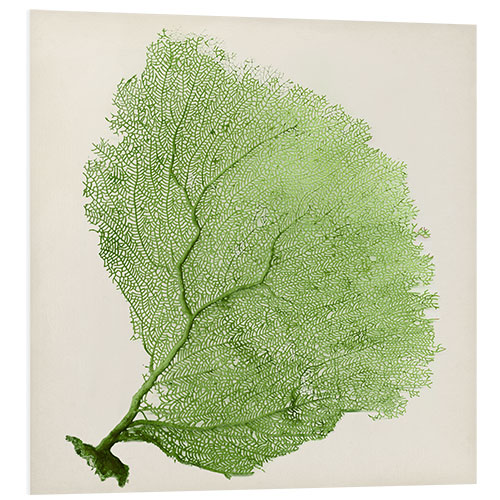 Foam board print Sea fan green