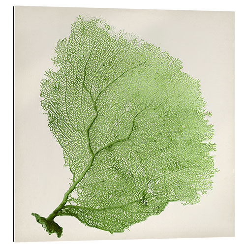 Galleriprint Sea fans green