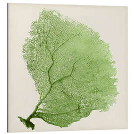 Magnettafel Seefächer grün