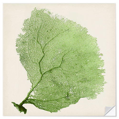 Wall sticker Sea fan green