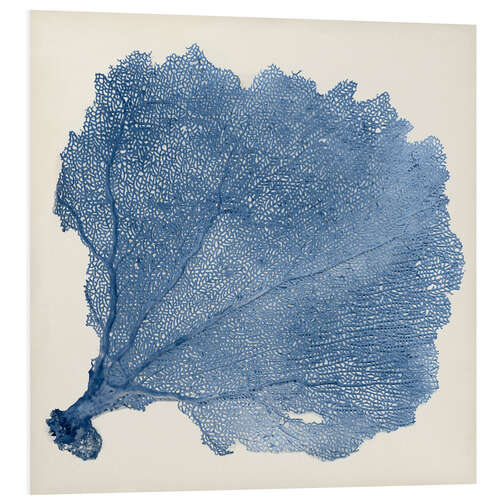 Foam board print Sea fan blue