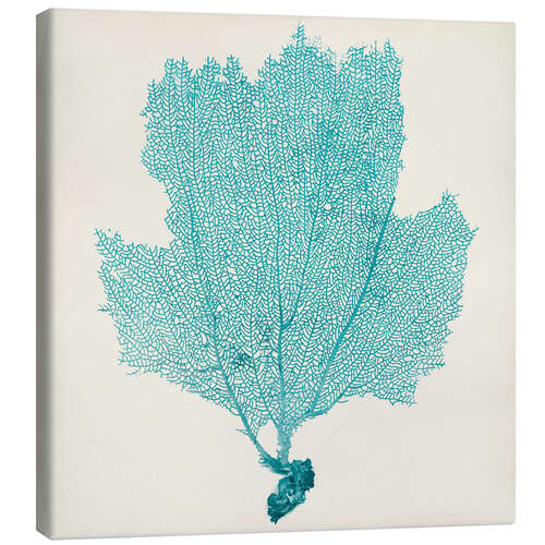 Canvas print Sea fan turquoise