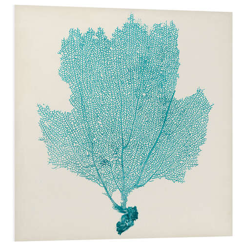 Foam board print Sea fan turquoise