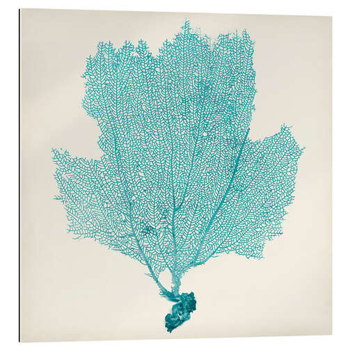 Galleriataulu Sea fan turquoise