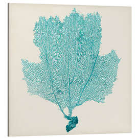 Magnettafel Seefächer türkis