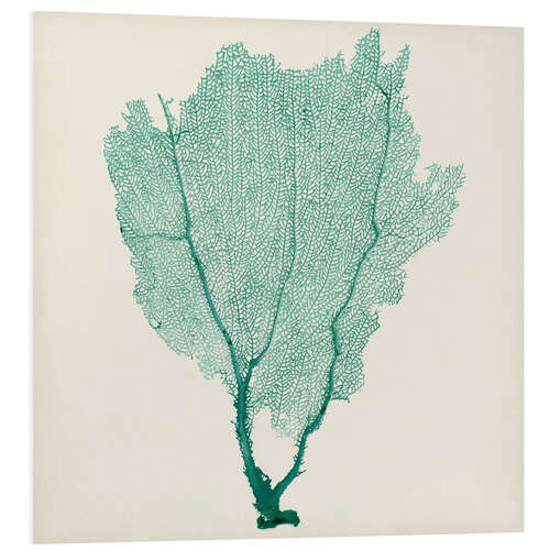 PVC-taulu Sea fans emerald