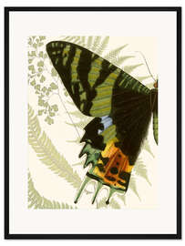 Gerahmter Kunstdruck Schmetterlingssymmetrie I
