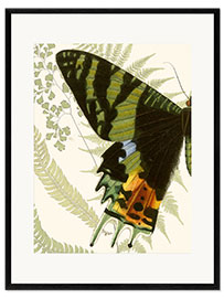 Ingelijste kunstdruk Butterfly symmetry I