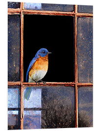 PVC print Bluebird at the window