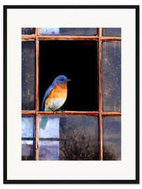 Gerahmter Kunstdruck Rotkehl-Hüttensänger am Fenster