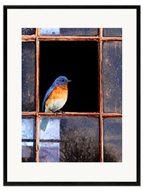 Kehystetty taidepainatus Bluebird at the window