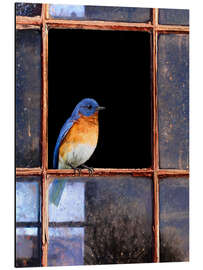 Magnettafel Rotkehl-Hüttensänger am Fenster