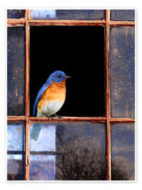 Reprodução  Pássaro azul na janela - Chris Vest