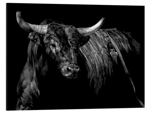 Aluminium print Rodeo bull