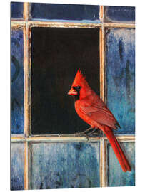 Aluminiumsbilde Cardinal at the window