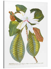 Magnettafel Zauberhafte Magnolien II