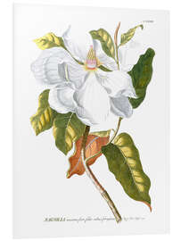 Foam board print Magnificent Magnolias I