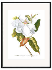 Gerahmter Kunstdruck Zauberhafte Magnolien I