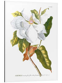 Magnettafel Zauberhafte Magnolien I