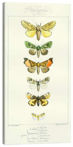 Canvas print Butterflies II