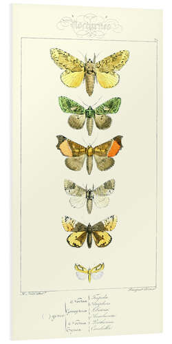 Foam board print Butterflies II