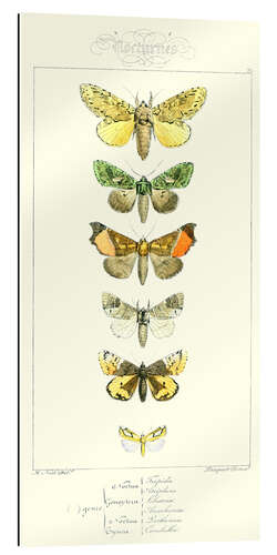 Gallery print Butterflies II