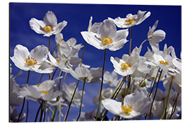 Aluminium print Canada Windflower