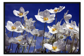 Gerahmter Kunstdruck Kanada-Buschwindröschen