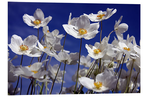 Foam board print Canada Windflower