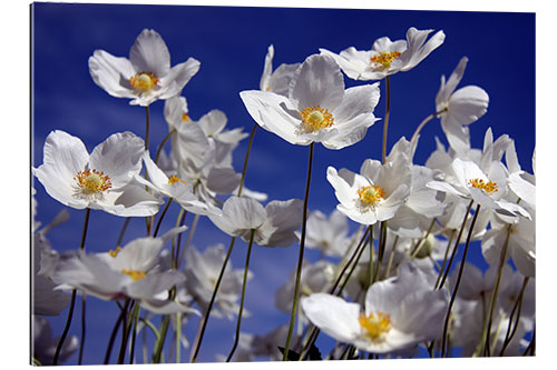 Gallery print Canada Windflower