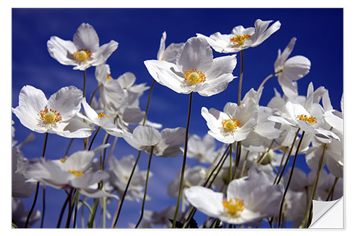 Självhäftande poster Canada Windflower