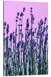 Aluminium print Lavender