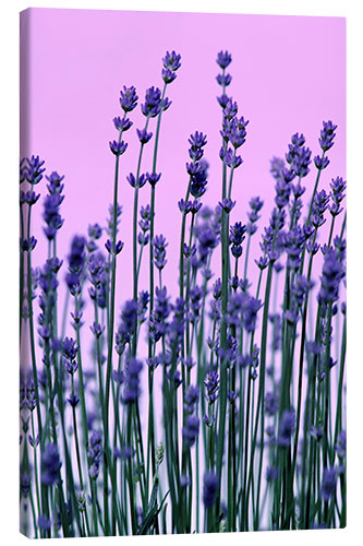 Leinwandbild Lavendel