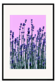 Gerahmter Kunstdruck Lavendel
