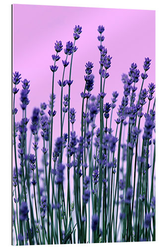 Galleriataulu Lavender