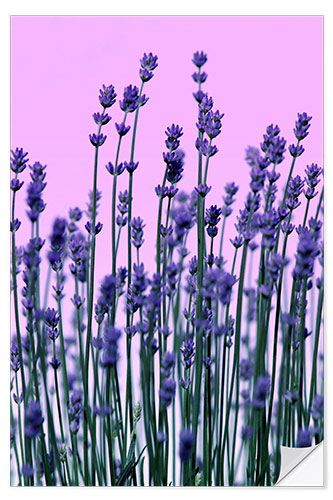 Autocolante decorativo Lavanda