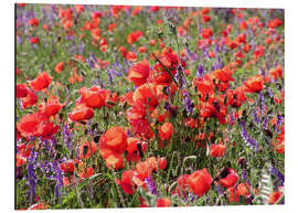 Magnettafel Mohnblumenwiese