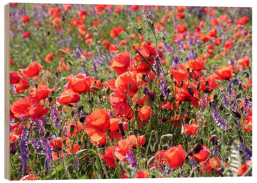 Wood print Mohnblumenwiese