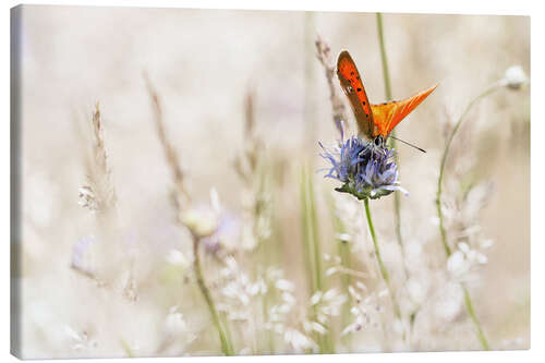 Leinwandbild Oranger Schmetterling