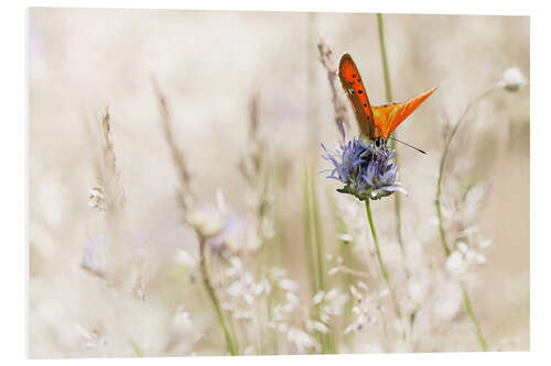 Tableau en PVC Papillon orange