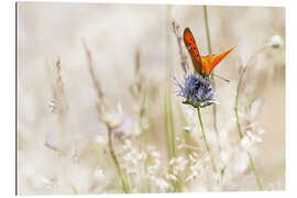 Gallery print Orange butterfly