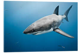 Akrylglastavla Great White Shark II