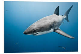 Aluminium print Great White Shark II