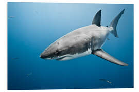 Foam board print Great White Shark II