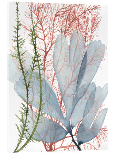 Acrylic print Sea weeds I