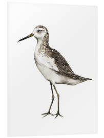 Stampa su PVC Sandpiper I