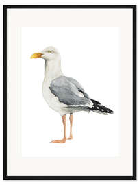 Gerahmter Kunstdruck Möwe