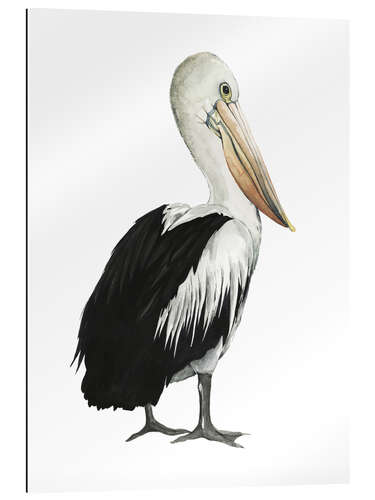 Gallery print Pelican