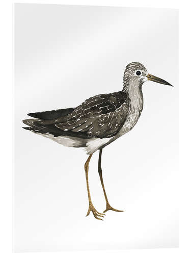 Acrylic print Sandpiper II